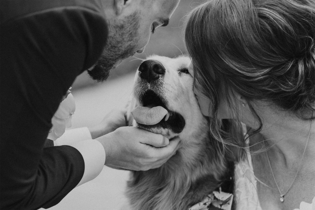 DogAtWedding-Photography-WeddingIMagery-2026